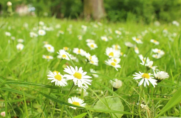 Fresh daisies on meadow in park — Stock Photo, Image