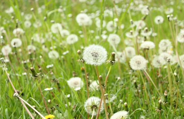 Field of white fluffy dandelions — Stock Photo, Image