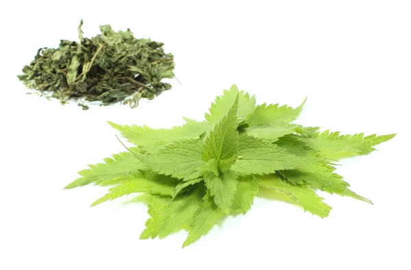 Fresh and dried nettle on white background — Stock Photo, Image