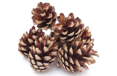 çam kozalakları beyaz zemin üzerine yığını