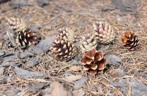 Pine cones on forest floor — Stock Photo, Image