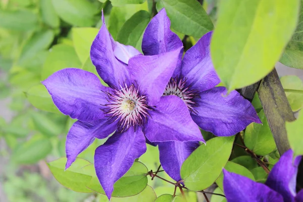 Closeup of clematis on green leaves background — Stock Photo, Image