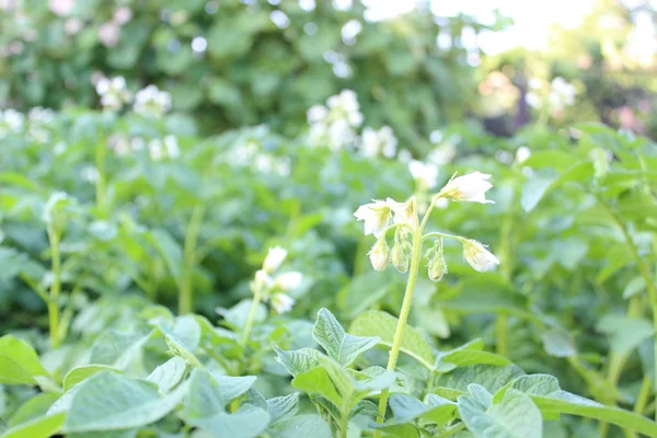 Arbusto de batata florescendo com flores brancas — Fotografia de Stock