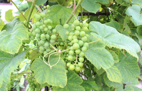 Ramo de uvas verdes inmaduras —  Fotos de Stock