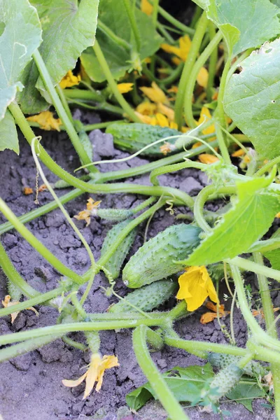 Pepinos y flores cuelgan de una rama verde — Foto de Stock