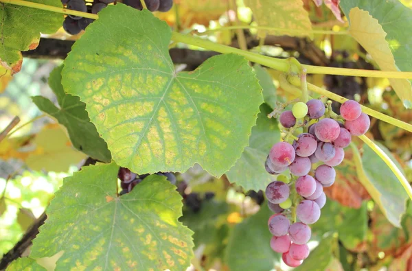 Ramo de uvas maduras púrpuras —  Fotos de Stock