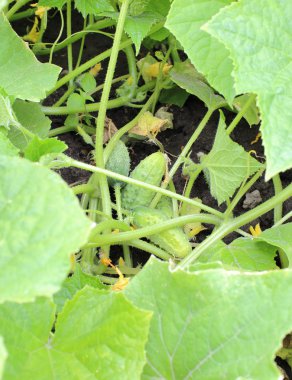 Salatalık üzerinde yeşil dal asmak