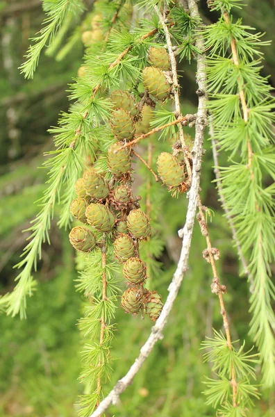 Cones on coniferous tree — Stock Photo, Image