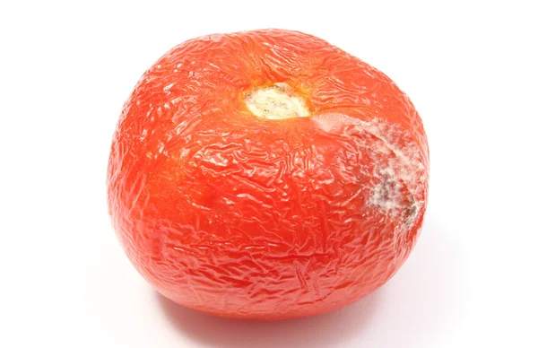 Old, wrinkled tomato with mold on white bacground — Stock Photo, Image