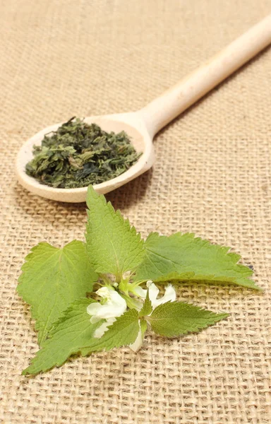 Fresh nettle with white flowers and dried plant — Stock Photo, Image