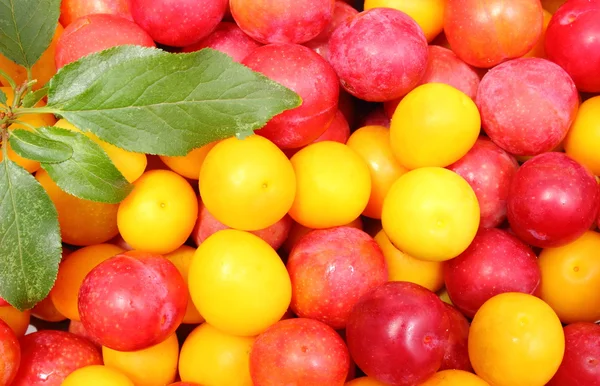 Mirabela roja y amarilla y hoja verde —  Fotos de Stock