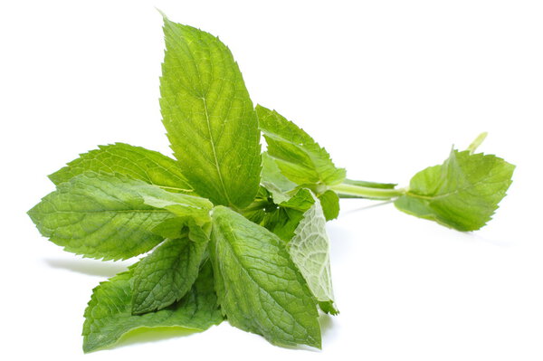 Branch of fresh green mint