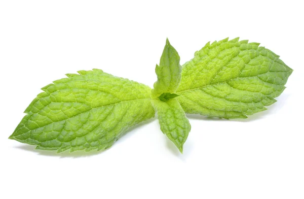 Fresh green mint on white background — Stock Photo, Image