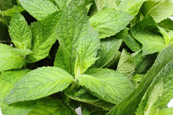 Bunch of fresh green mint — Stock Photo, Image