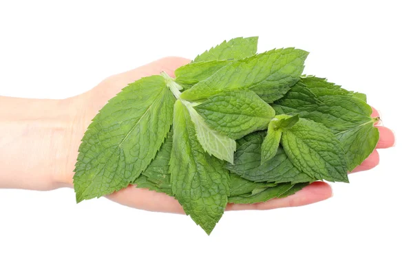 Branch of fresh green mint in hand — Stock Photo, Image