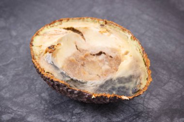 Koyu ahşap tahtada eski küflü avokado. Sağlıksız ve iğrenç meyveler.