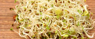 Doğal vitamin ve mineral kaynağı olarak taze besleyici turp filizleri. Sağlıklı beslenme