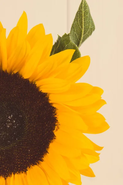 Yellow sunflower on white boards background. Decoration and summer time concept. Vintage photo