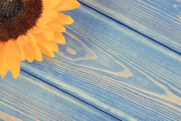 Girassol Amarelo Bonito Vibrante Fundo Azul Velho Decoração Conceito Horário — Fotografia de Stock