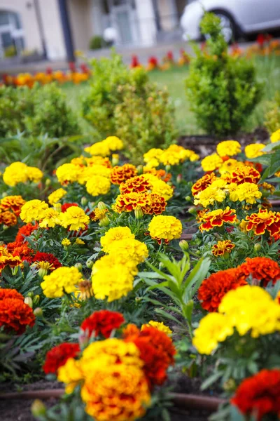 Blooming Colorful Flowers Sunny Garden Park Spring Summer Seasonal Flowers — Photo