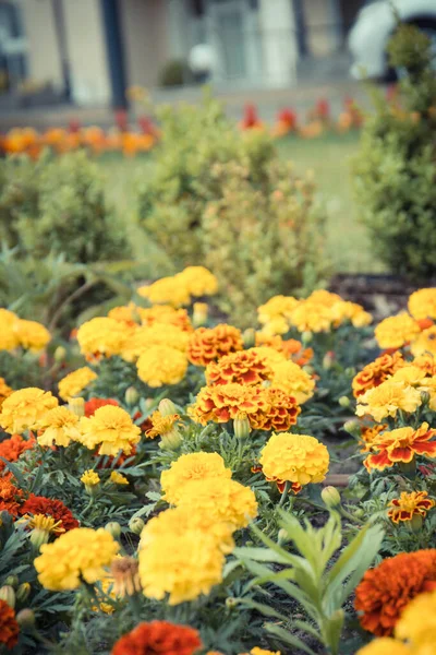 Barevné Květiny Slunné Zahradě Nebo Parku Jaro Nebo Léto Sezónní — Stock fotografie