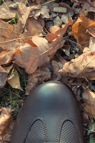 Wygodne Skórzane Brązowe Buty Dla Mężczyzn Trawie Pomarańczowymi Jesiennymi Liśćmi — Zdjęcie stockowe