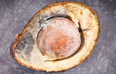 Koyu ahşap arka planda küf olan yarım bir avokado. Sağlıksız ve bozulmuş yemekler.