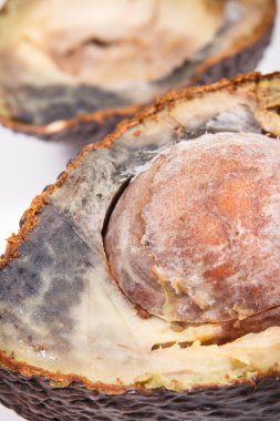 Küflü avokado. Beyaz arka planda sağlıksız ve iğrenç meyveler