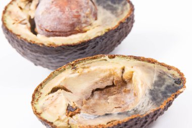 Beyaz arka planda küf olan yarım bir avokado. Sağlıksız ve bozulmuş yemekler.