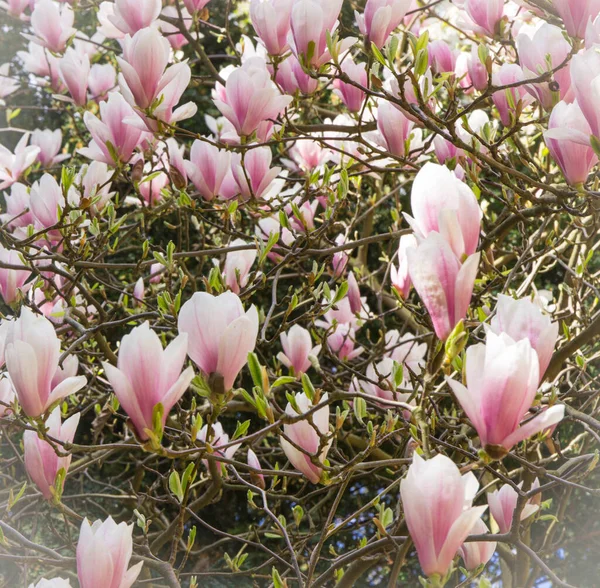 日当たりの良い庭や公園 季節の花でカラフルなマグノリアの花を咲かせます — ストック写真