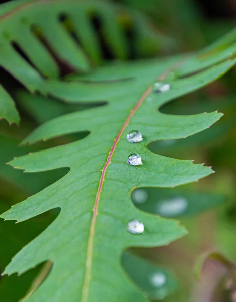 Selective focus of Drops of freshly fallen rainwater forming a line on the green leaf of a fern