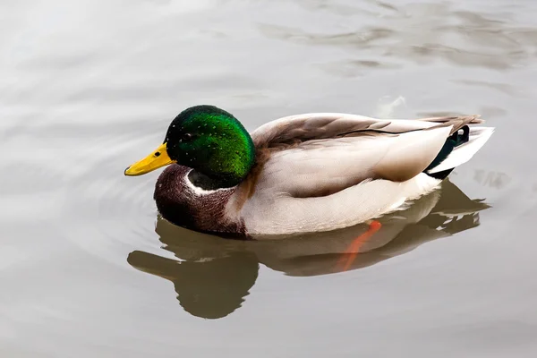 Pato Mallard selvagem (Anas platyrhynchos) Natação em um lago — Fotografia de Stock