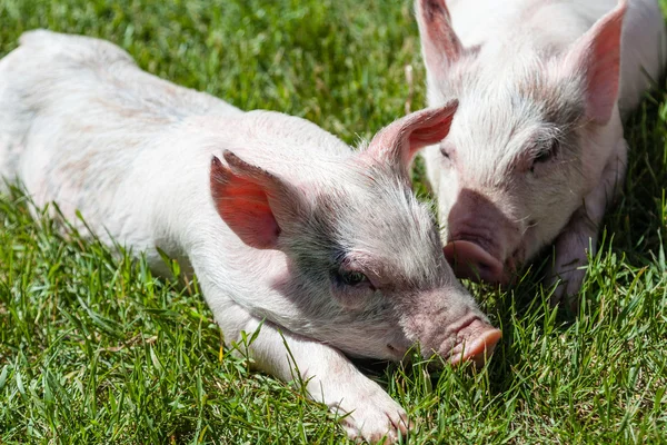 Cerdito descansando sobre hierba — Foto de Stock