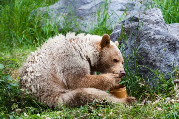 Kermode (Spiritus-) Bär isst Honig — Stockfoto