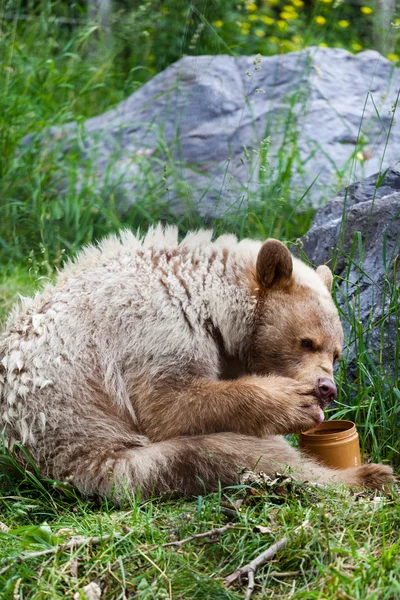 Ein hungriger Kermode-Bär isst Honig — Stockfoto