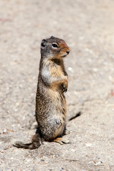 Prairie Dog (Cynomys) on the Lookout in Banff — Stock Photo, Image