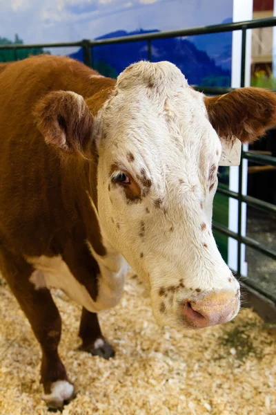 Vaca em uma fazenda canadense — Fotografia de Stock