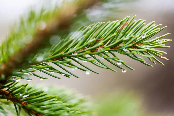 Close Canadian Pine Tree Needles Raindrops Hanging Rain — Stock Photo, Image