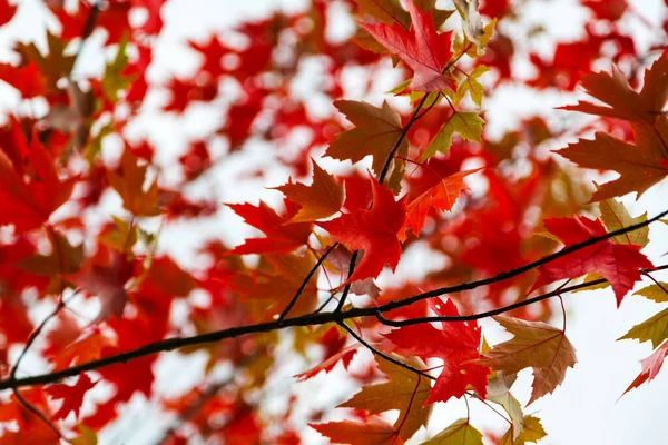 Zblízka Krásné Větve Červené Kanadské Javorové Listy Podzimním Pozadí — Stock fotografie