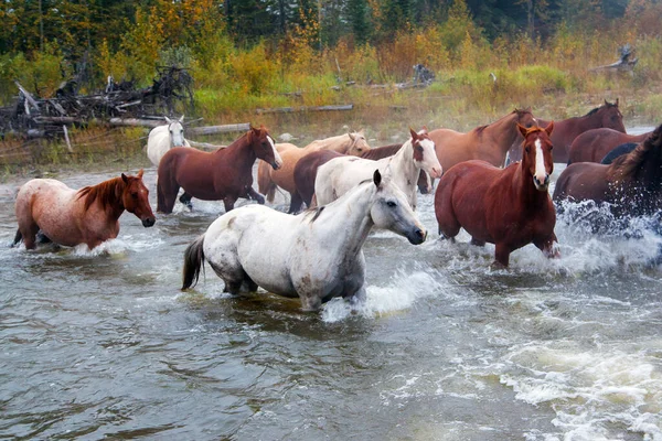 Closeup Cavalos Galopando Através Rio País Cowboy Alberta Canadá — Fotografia de Stock