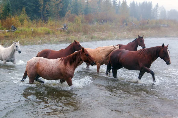 Closeup Horses Galloping River Cowboy Country Alberta Canada — Stock Photo, Image