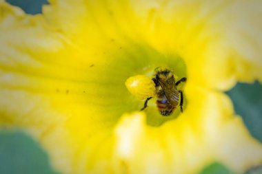 Closeup of an orange-belted bumble bee covered in yellow pollen as it collects nectar in yellow flower. Also known as tricolored bumblebee, this honey bee is commonly found in Canada.