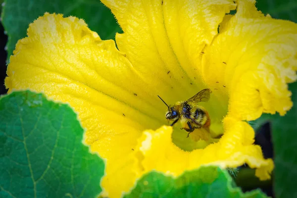 Closeup of an orange-belted bumble bee covered in yellow pollen as it collects nectar in yellow flower. Also known as tricolored bumblebee, this honey bee is commonly found in Canada.