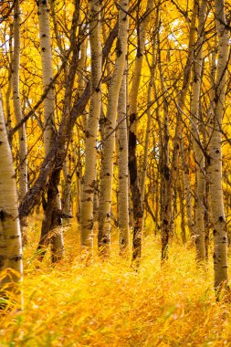 Kanada, Calgary yakınlarındaki Güney Alberta ovalarında sonbahar huş ağacı manzarası. Doğa sezonu arkaplanı, dikey yönelim.