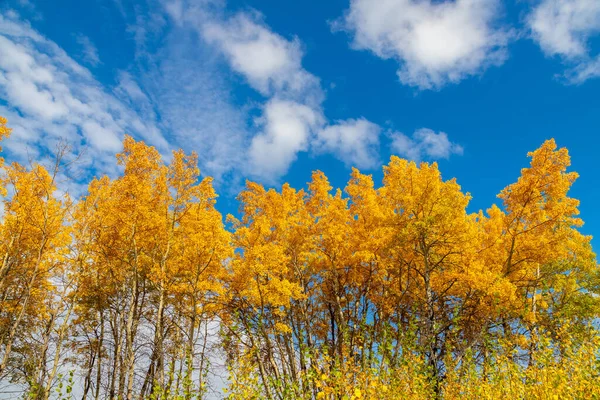 Podzimní Bříza Stromů Proti Modré Obloze Krajiny Prériích Jižní Alberta — Stock fotografie