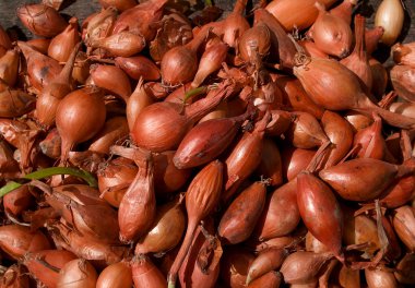 doğal zemin üzerine soğan tohumu