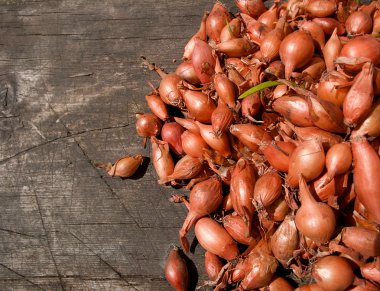 doğal zemin üzerine soğan tohumu