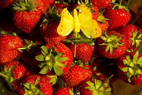 Strawberry - full frame — Stock Photo, Image