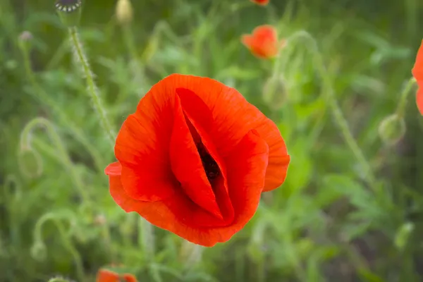 Η μεγάλη τουρκική Papaver ανατολίτικο στο φως του ήλιου — Φωτογραφία Αρχείου