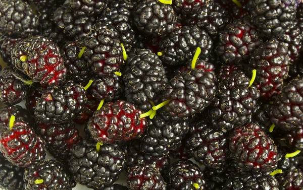 Scattered mulberries — Stock Photo, Image